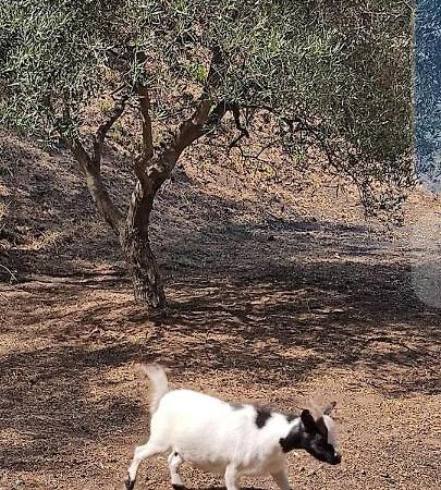 Montargano Tenda Etna Into The Wilde المظهر الخارجي الصورة