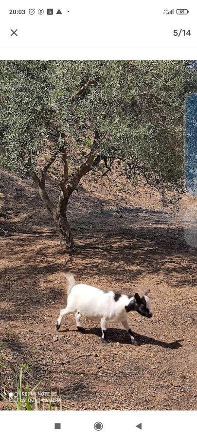 Montargano Tenda Etna Into The Wilde المظهر الخارجي الصورة